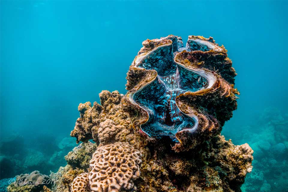 Ang Giant Clam Sanctuary.