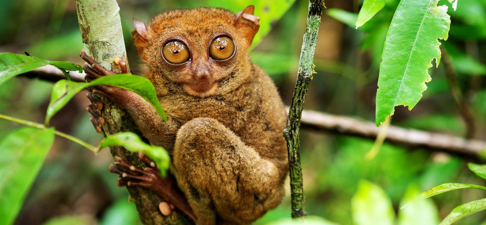 Philippines tourist attractions - Tarsier