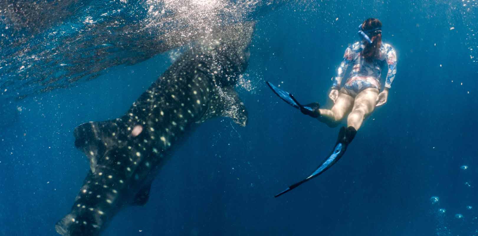 swimming with the whale shark