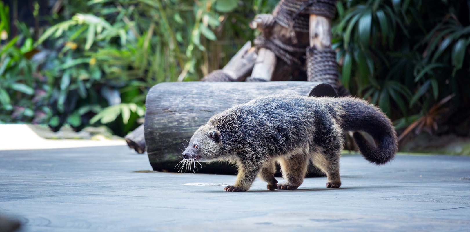 Animals in the Philippines - Bearcat