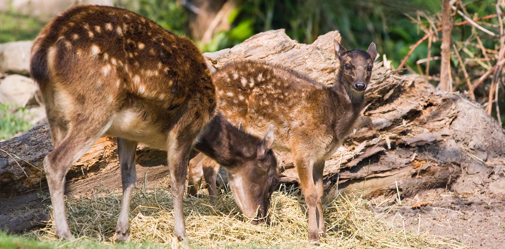 Animals in the Philippines - Philippine Deer