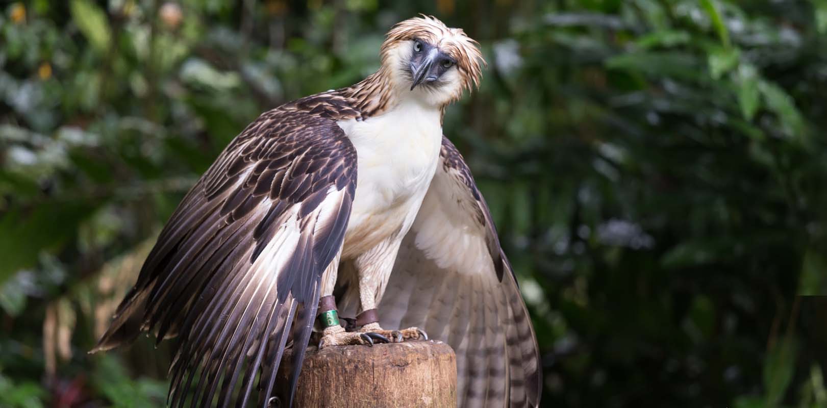 Animals in the Philippines - Philippine Eagle