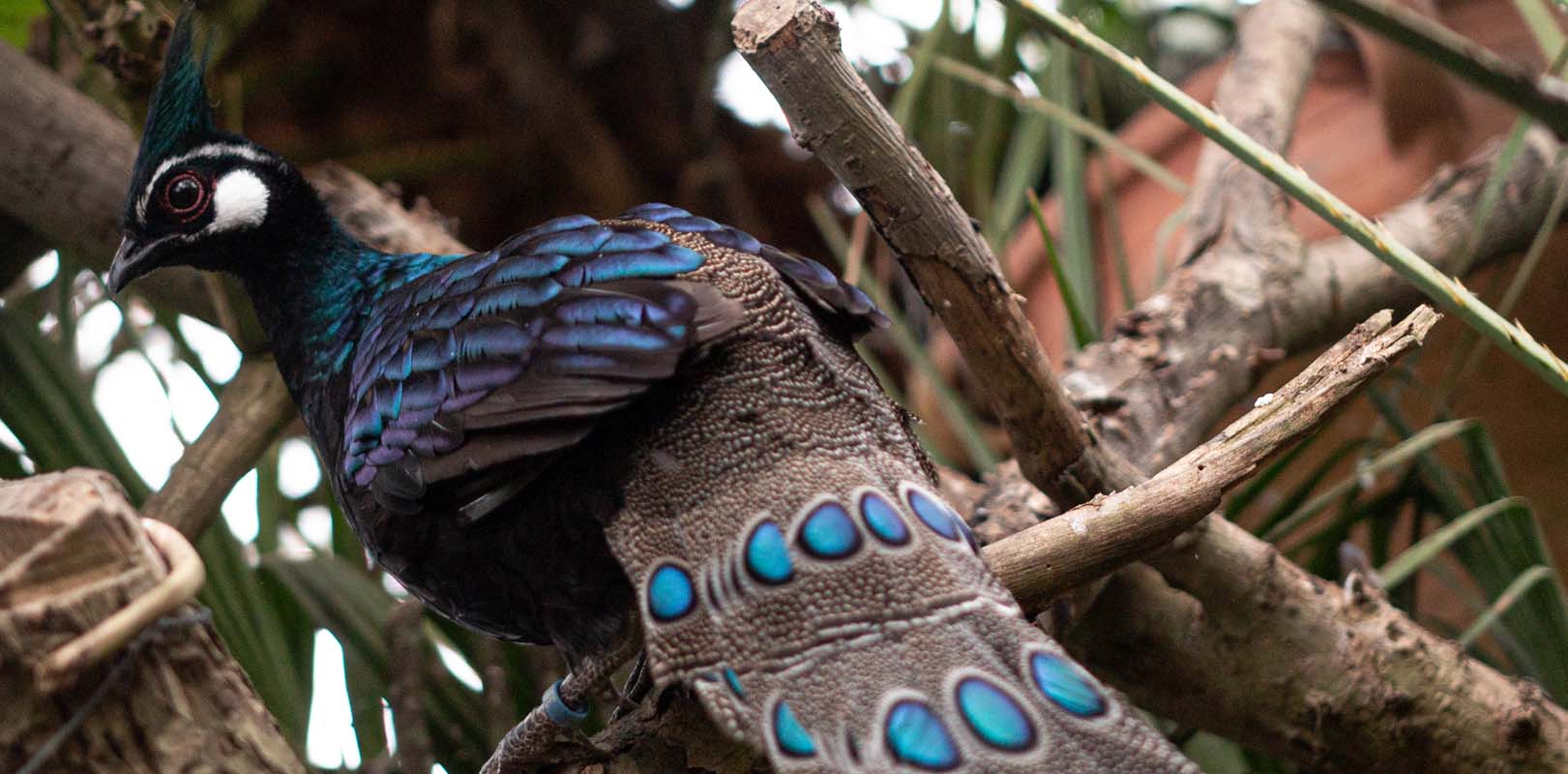 Animals in the Philippines - Palawan peacock pheasant