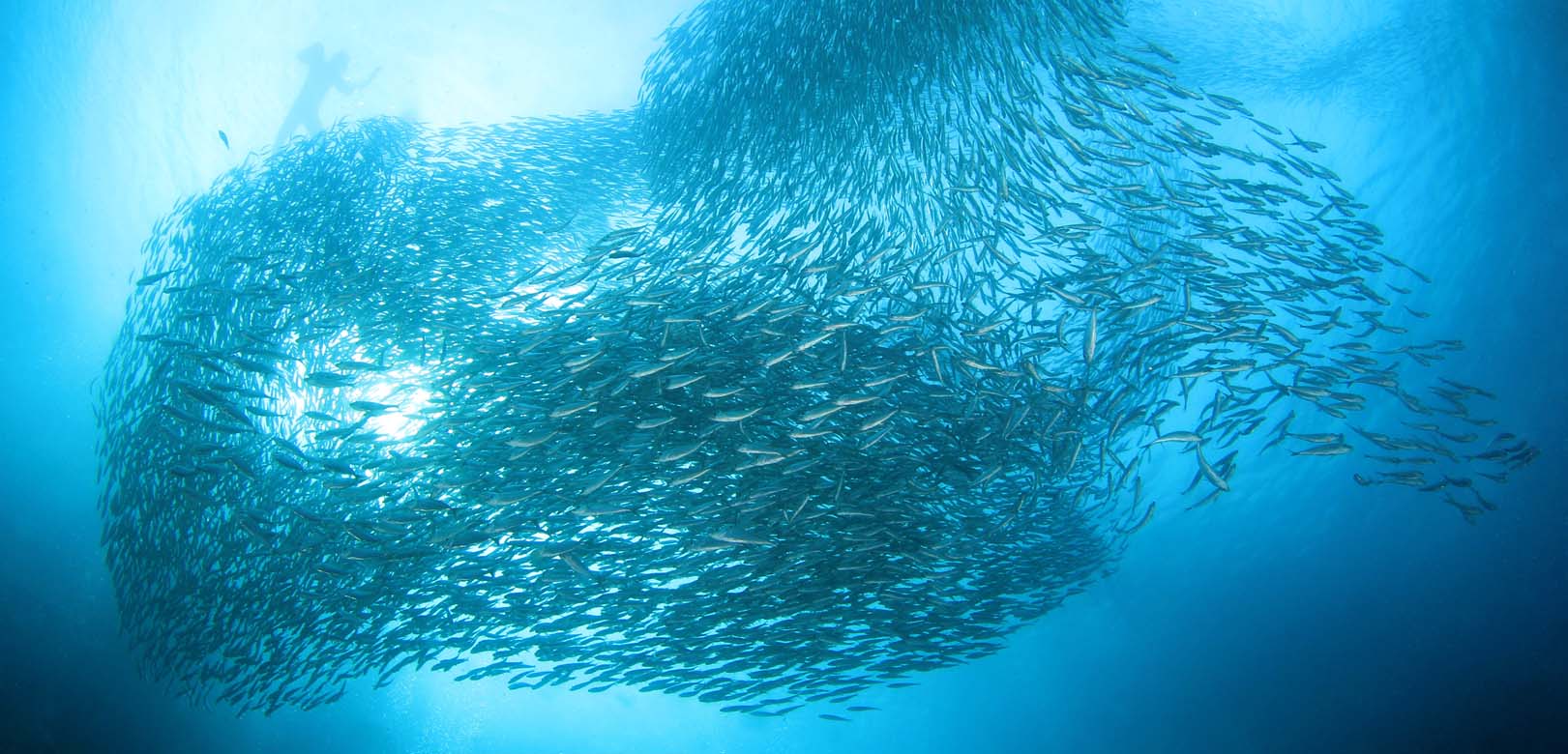 exciting things to do in the Philippines - Sardine Run