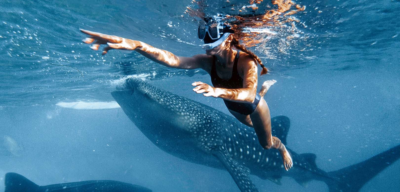 exciting things to do in the Philippines - Whale Sharks