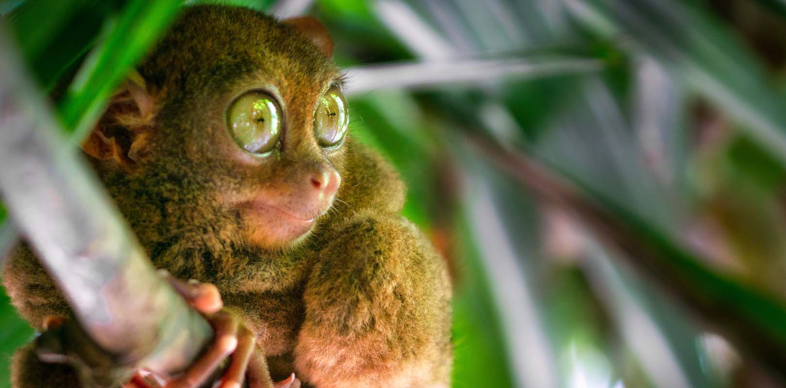 Animals in the Philippines - Philippine Tarsier