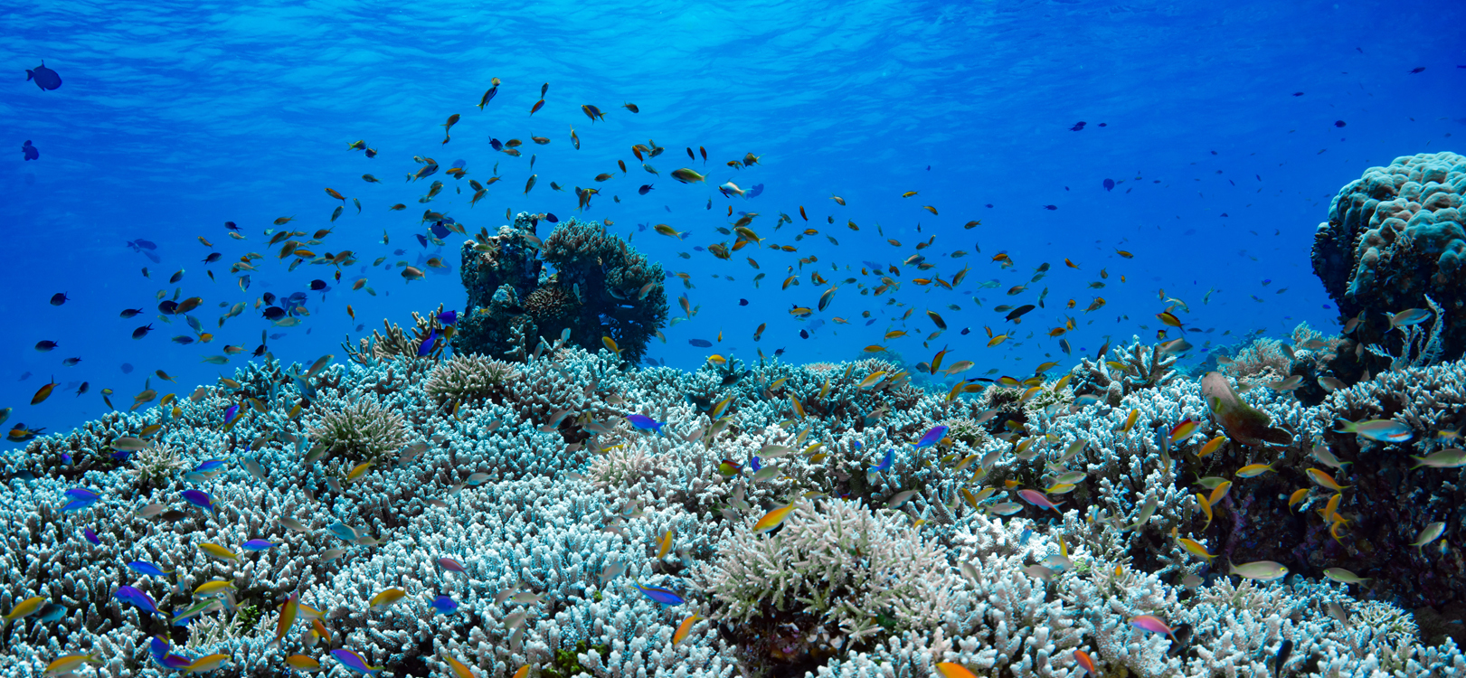 tourist attractions in the Philippines - Tubbataha Reef