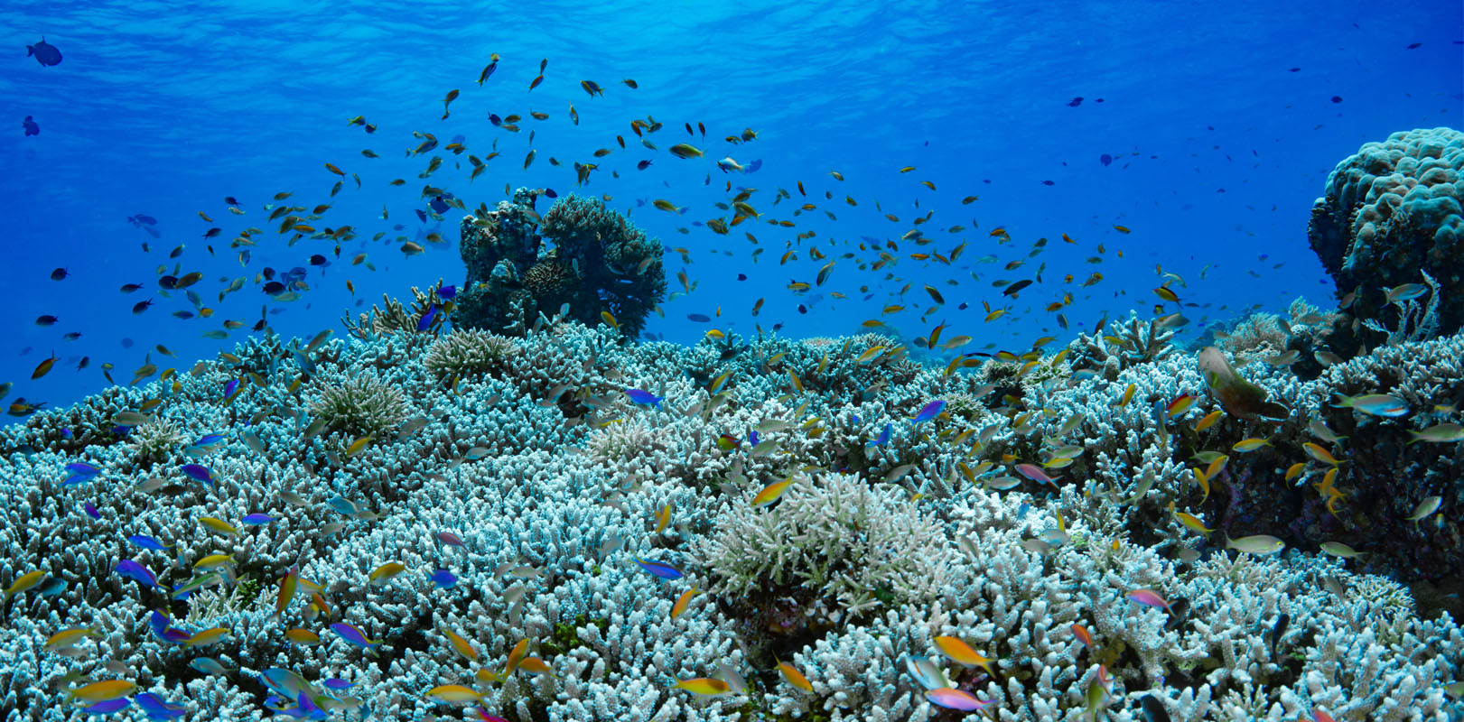 Natural Wonders of the Philippines - Tubbataha Reef 